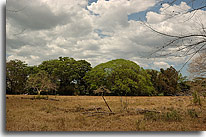Guanacaste Costa Rica. image