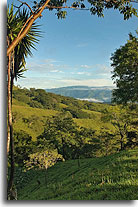 Grifo Alto, Puriscal. image