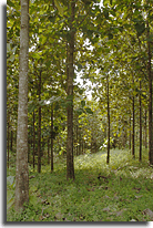Guanacaste Teak farm, image