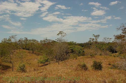 G_coy03_06